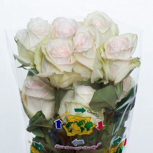 ROSE GAR WHITE OHARA 50